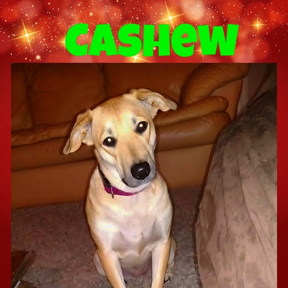 HELP A RESCUE FOR THE HOLIDAYS - Picture 6 of 13